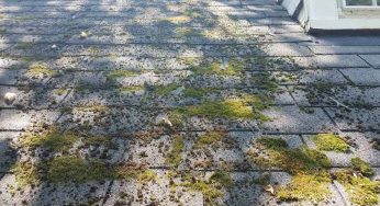 Should I Worry About Moss on My Roof?